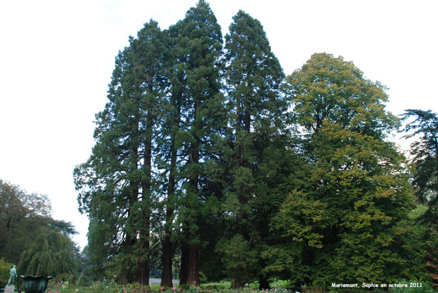 Sequoiadendron à Mariemont