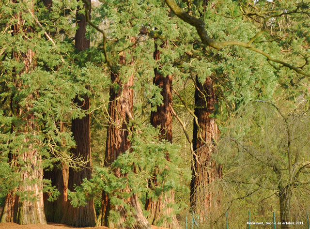 Sequoiadendron à Mariemont