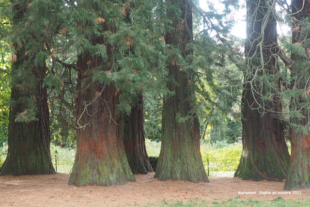 Sequoiadendron à Mariemont