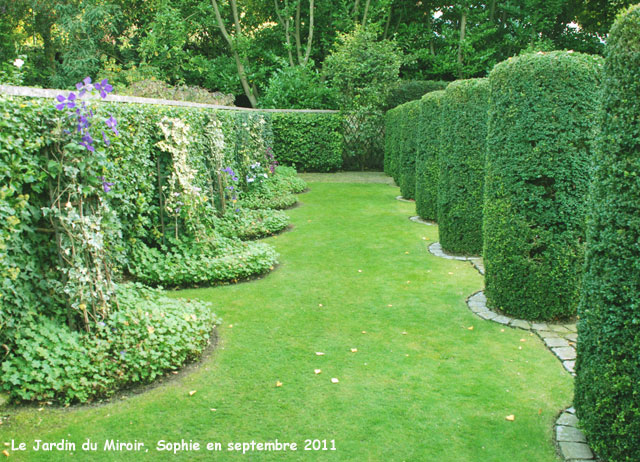 clematites du jardin du miroir