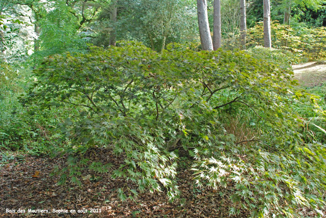 Bois des Moutiers: Cryptomeria