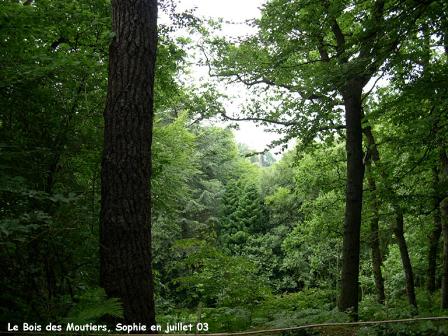 Le Bois des Moutiers: la valleuse