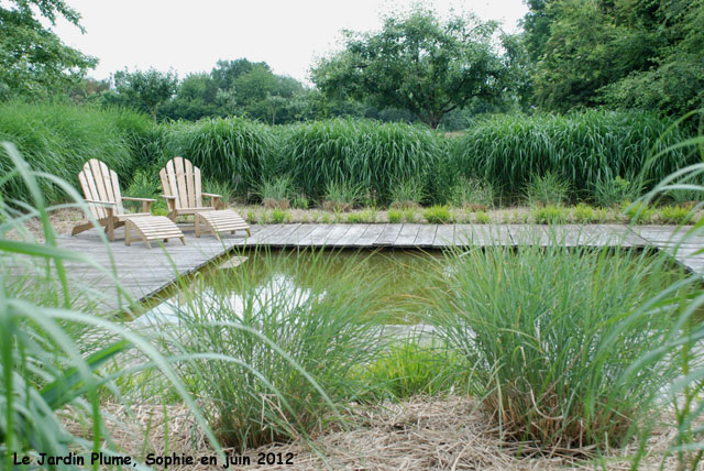 Plume: bassin aux miscanthus