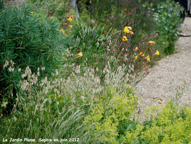 haies au jardin Plume