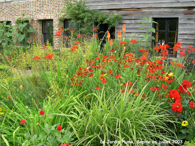 Helenium au jardin Plume