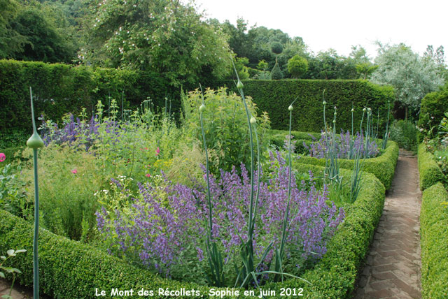 récollets : aromatiques