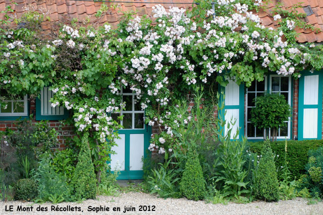 récollets : rosiers