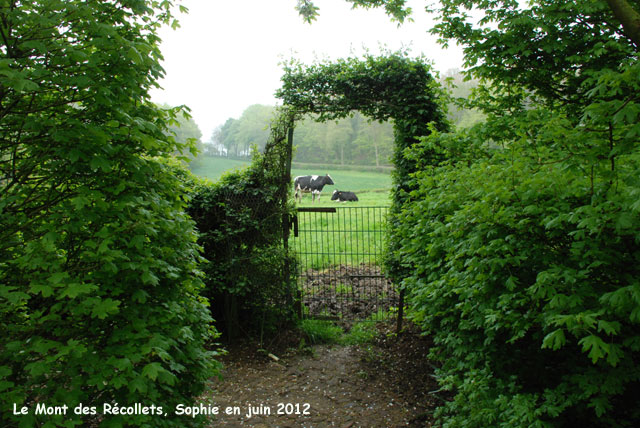 récollets : vaches