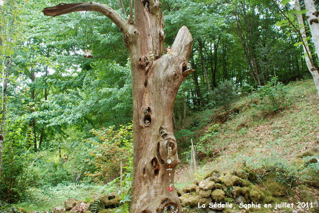 La Sédelle: l'arbre mort