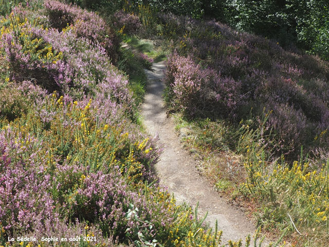 La Sédelle: sentier dans la lande