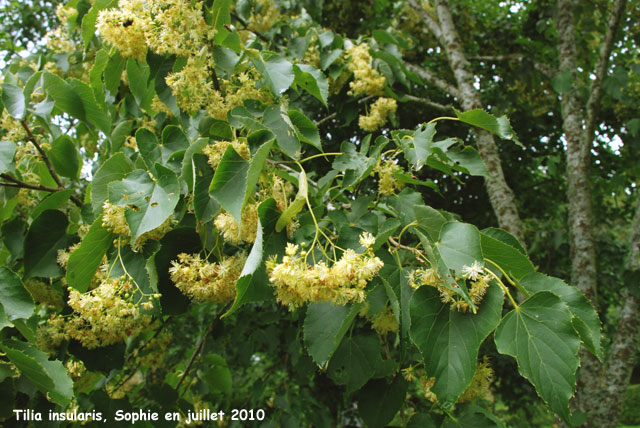 La Sédelle: Tilia Insularis