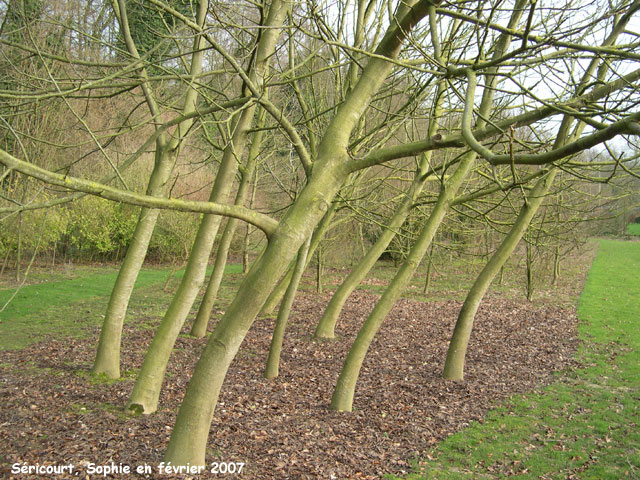 Séricourt: des arbres penchés