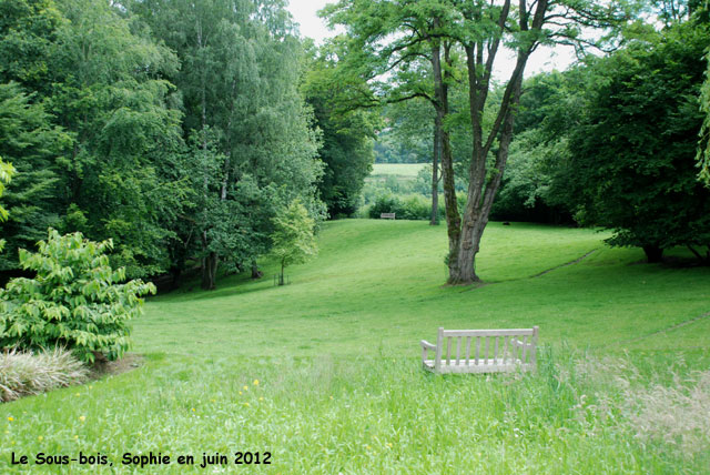 Le sous-bois