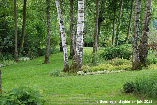 bouquet de bouleaux au Sous-bois