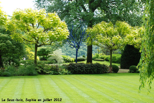 Le catalpa bleu