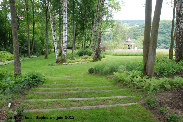 Un chemin dans le Sous-bois