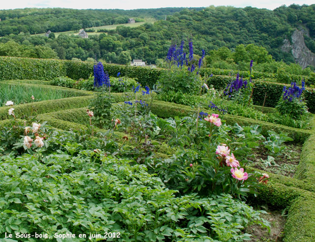 Delphinium sur fond de falaise 