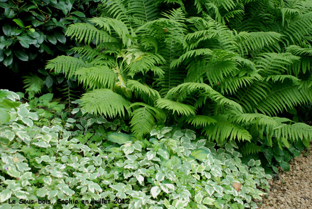 fougre et herbe aux goutteux