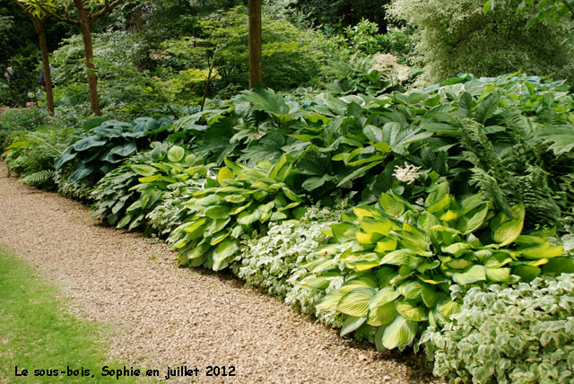Les Hosta sous les Catalpa