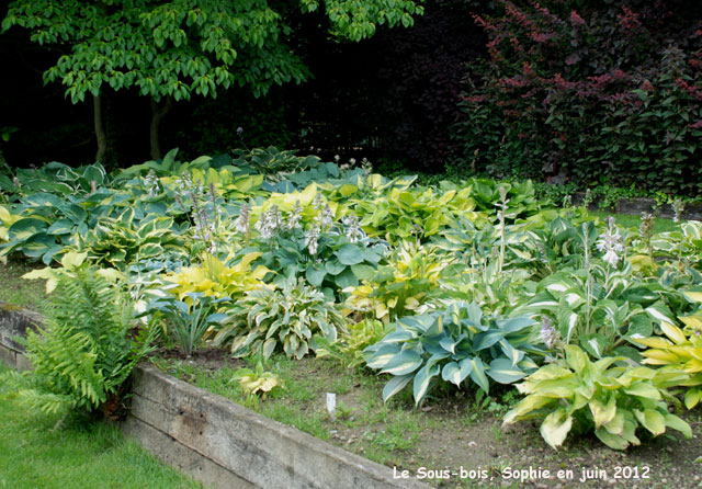 la collection de Hosta.