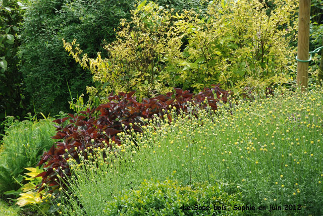 Détail du grand massif au Sous-bois