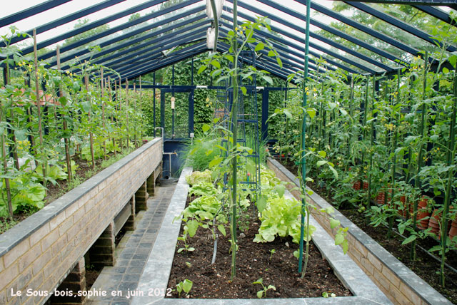 les tomates dans la serre