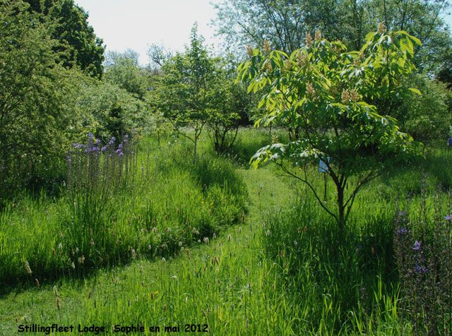 Stillingfleet: un chemin dans la prairie