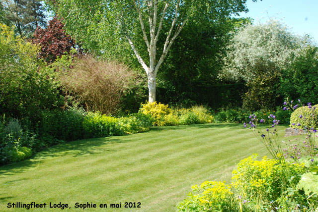 Stillingfleet: un bouleau