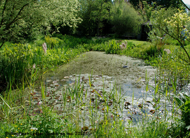Stillingfleet: l'étang