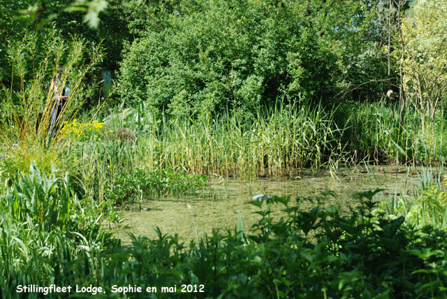 Stillingfleet: l'étang