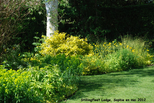 Stillingfleet: le bouleau