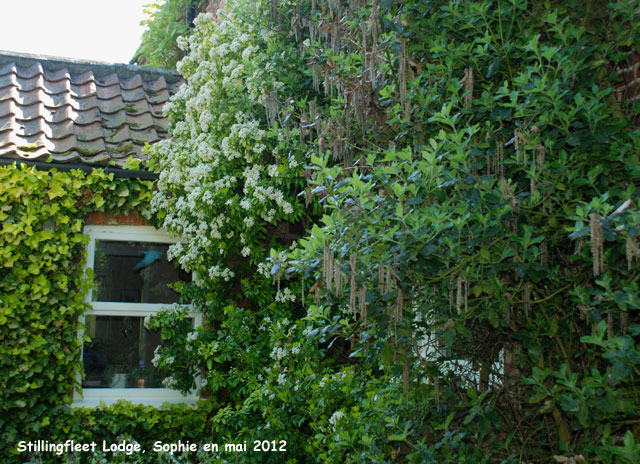 Stillingfleet: infos