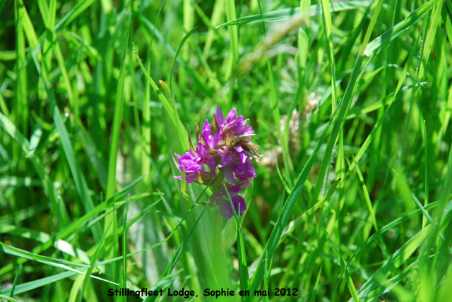 Stillingfleet: orchidée
