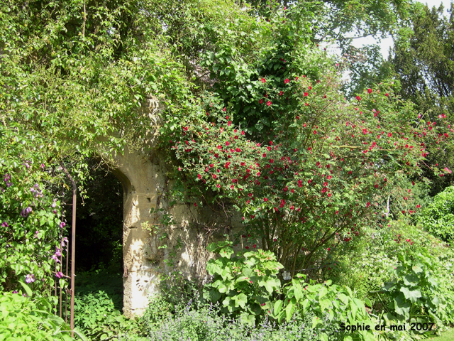 Sudeley Castle: rosiers
