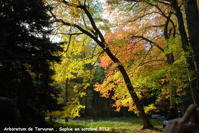 L'arboretum de Tervuren