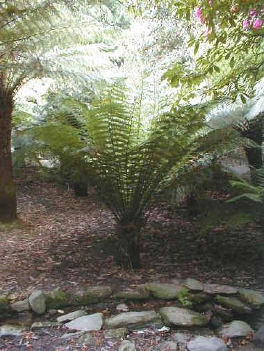 Dicksonia antartica