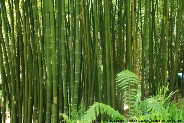 Phyllostachys edulis