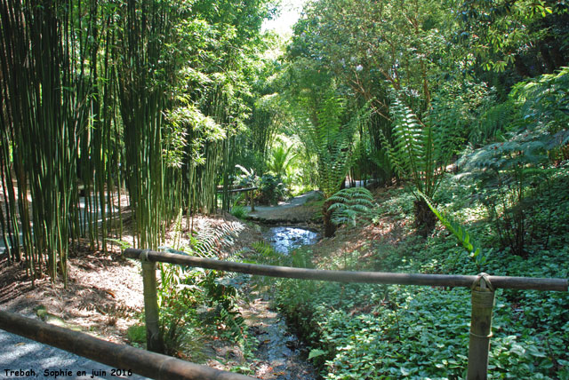 Trebah: bambous