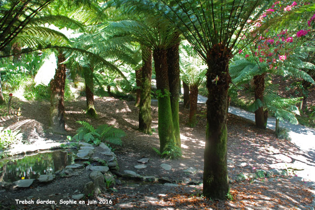 Trebah: dicksonia