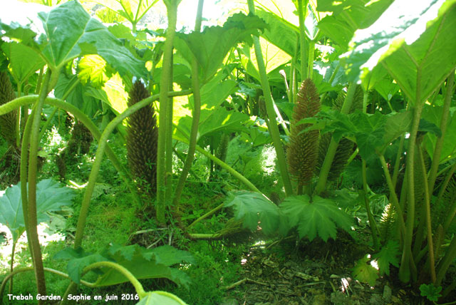 Trebah: Gunnera