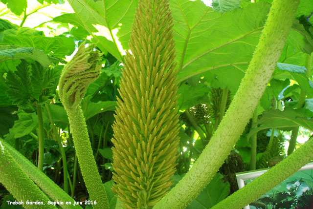 Trebah: gunnera