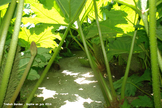 Trebah: Gunnera