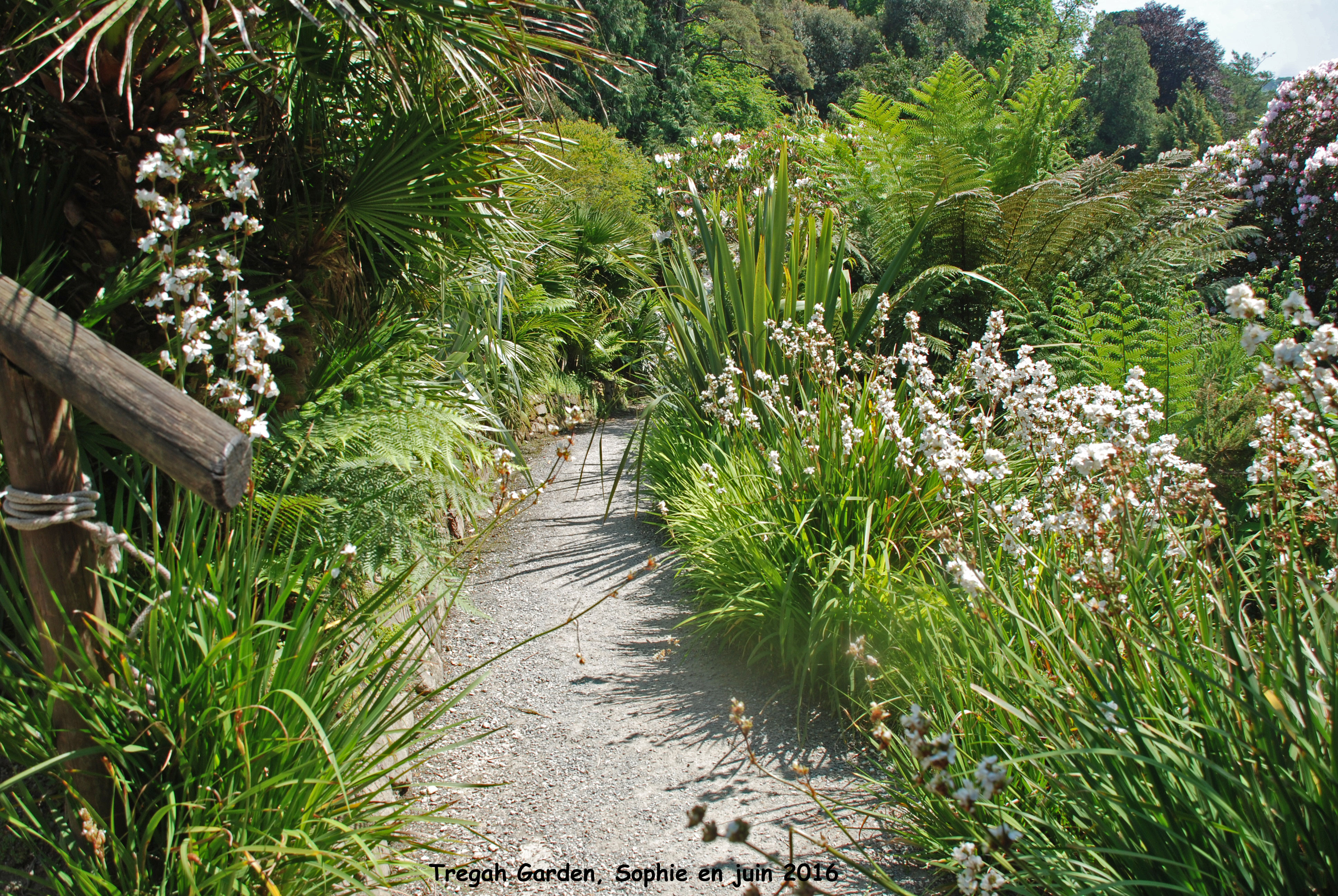 Trebah lawn path