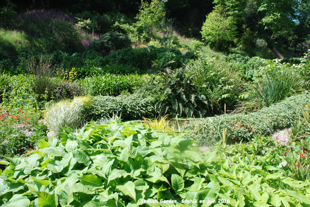 Trebah: Gunnera