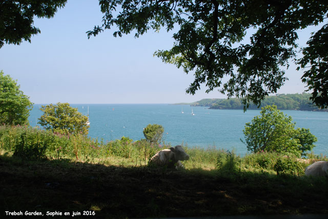 Trebah: plage