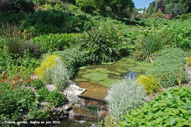 Trebah: Gunnera