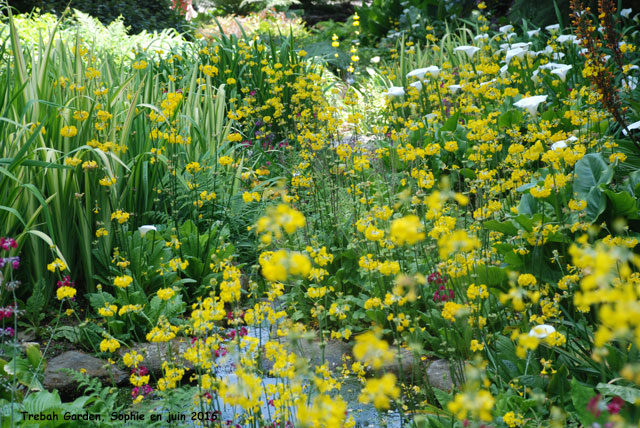 Trebah lawn path