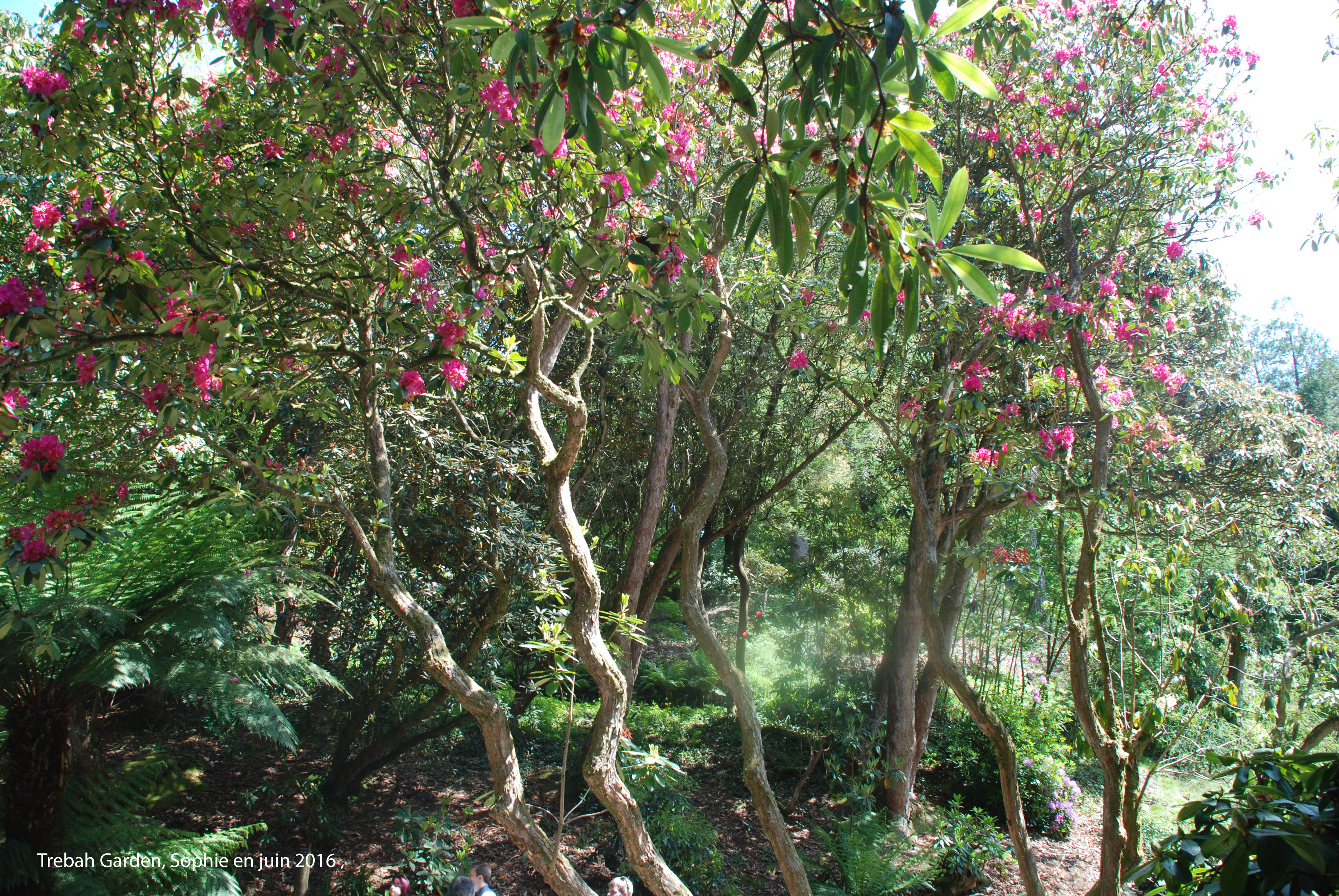 Trebah : rhododendron