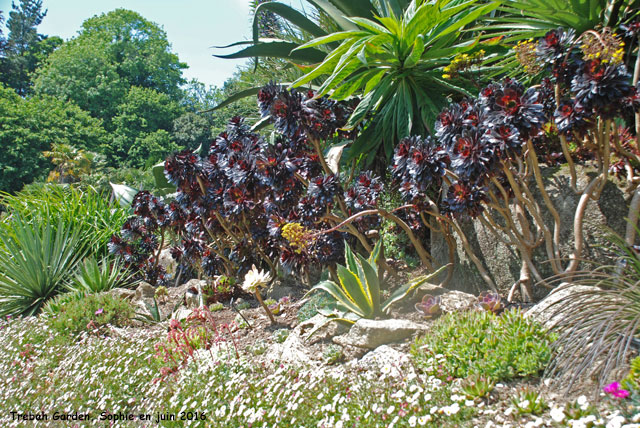 massifs d'Aeonium