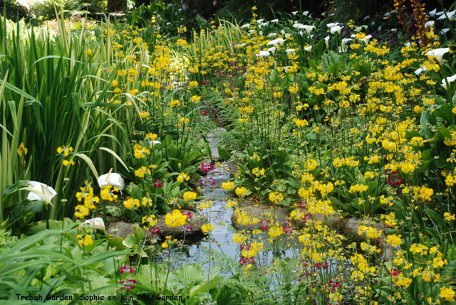 Trebah lawn path